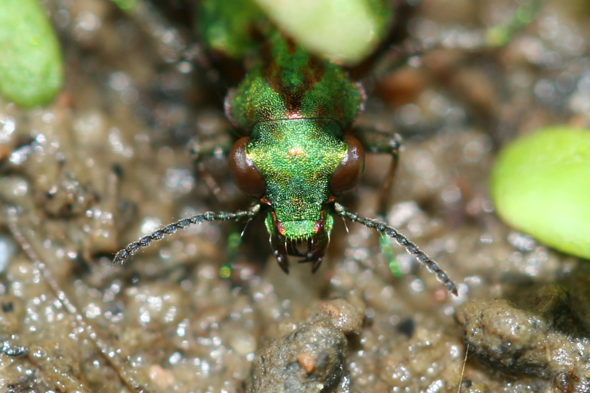 Delta Green Ground Beetle