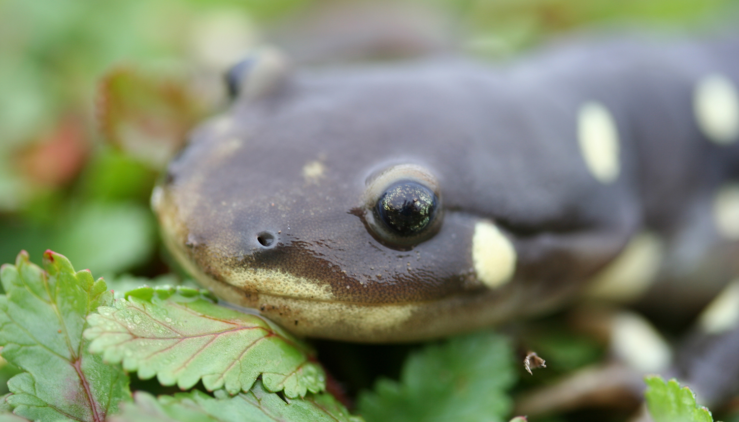 California Tiger Salamander by Adam Clause