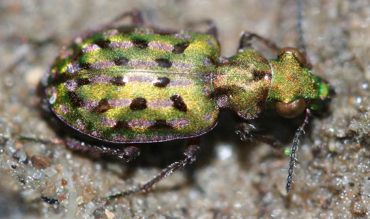 Delta Green Ground Beetle