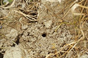 ground bee nest 