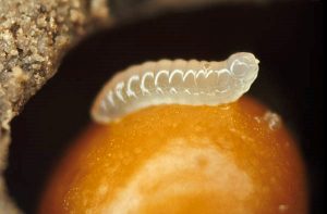 bee larva