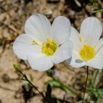 Flax-flowered Linanthus