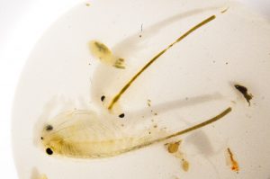 Male Conservation Fairy Shrimp