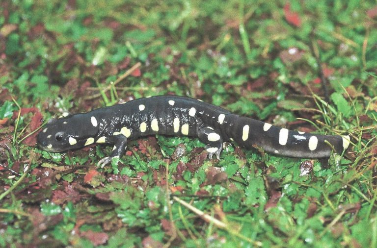 California Tiger Salamander