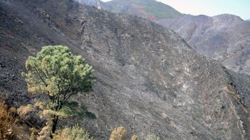 After the 2015 Wragg Fire