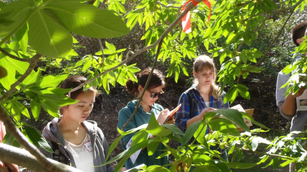 Citizen science at Stebbins Cold Canyon