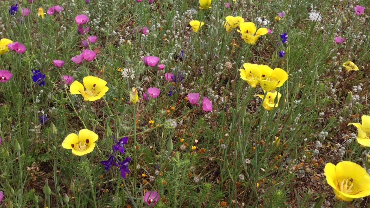McLaughlin Reserve UC Davis Natural Reserves
