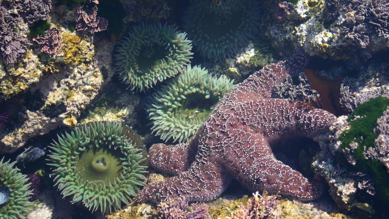 starfish photo