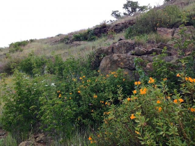 Spring wildfowers