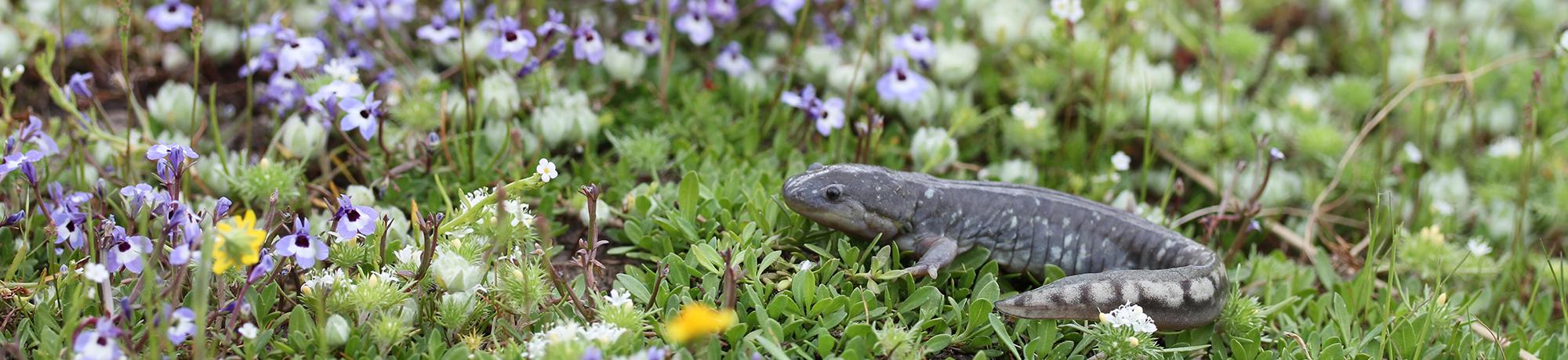 California Tiger Salamander