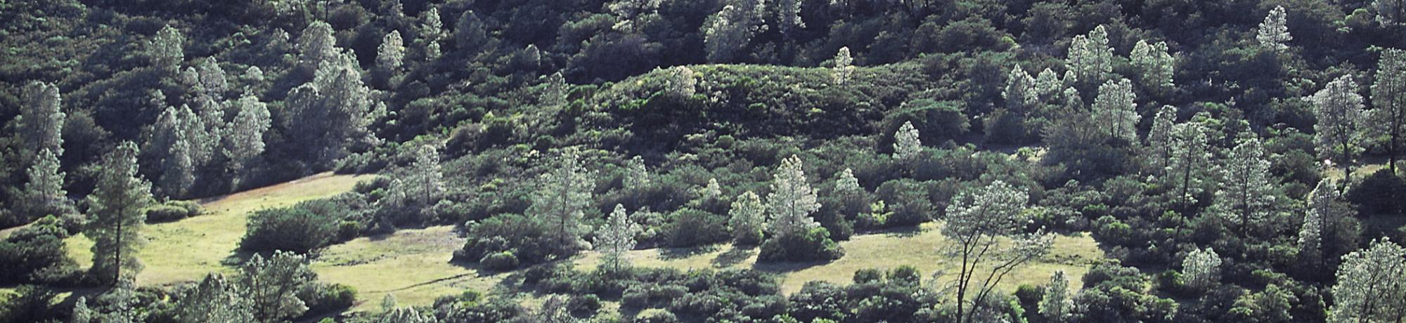 gray pines