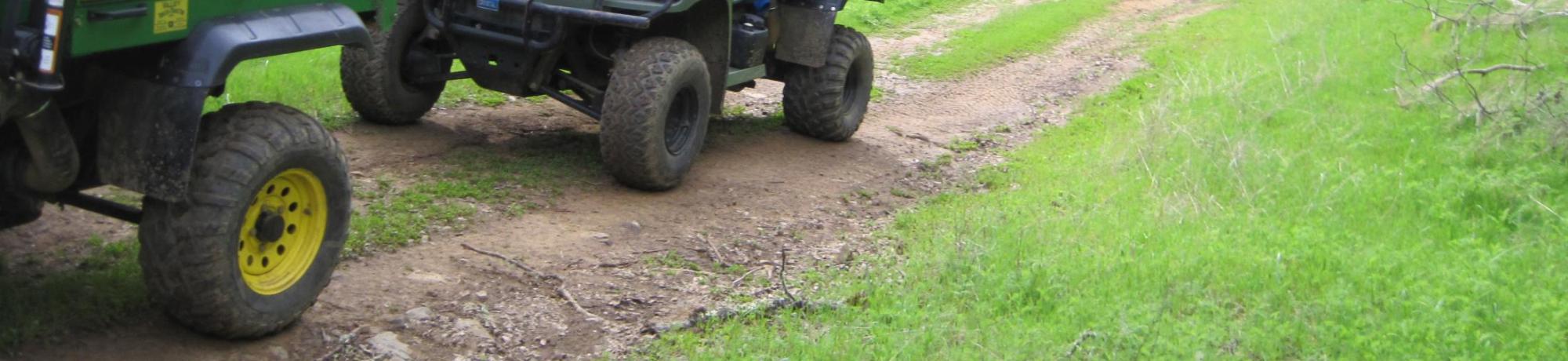Gators