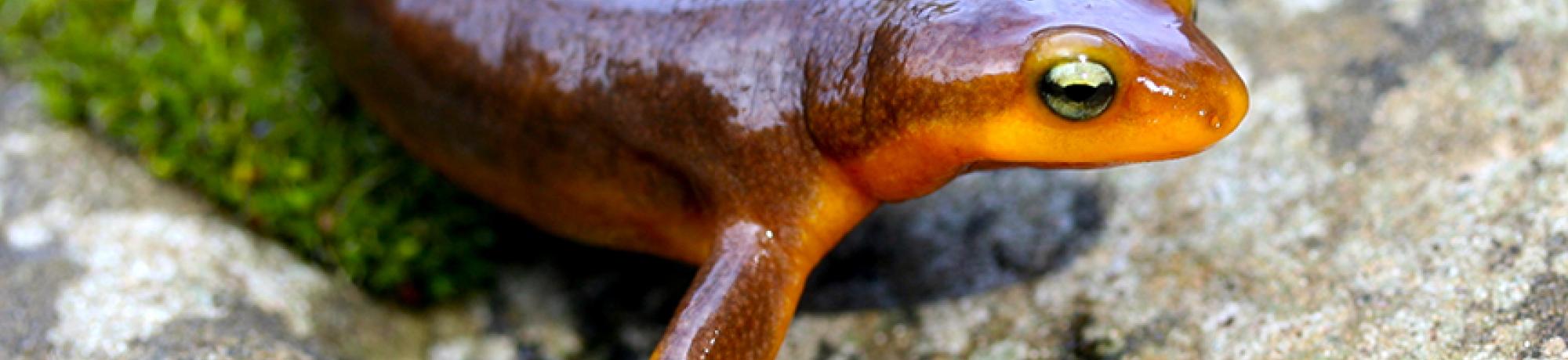 California newt by Adam Clause