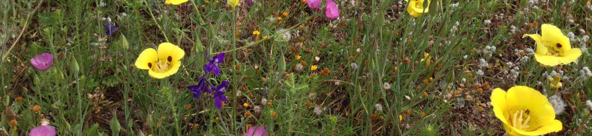 wildflowers 