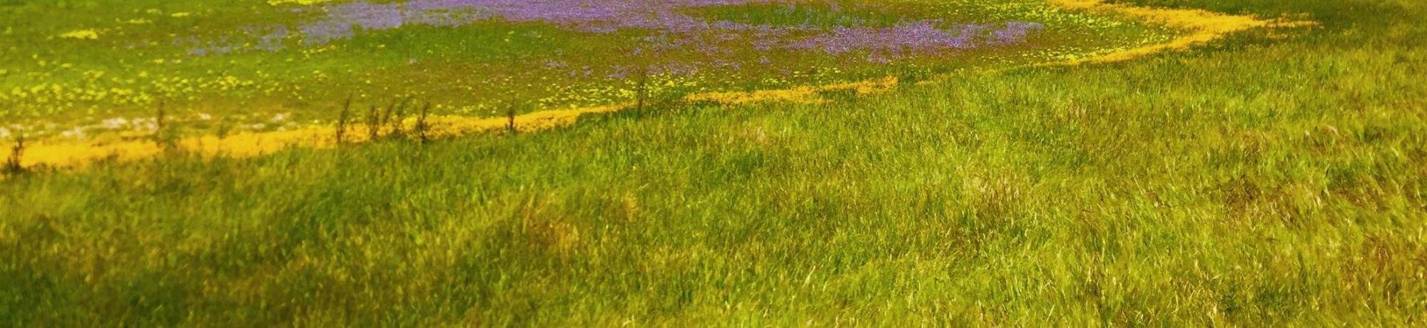 Jepson Wildflowers