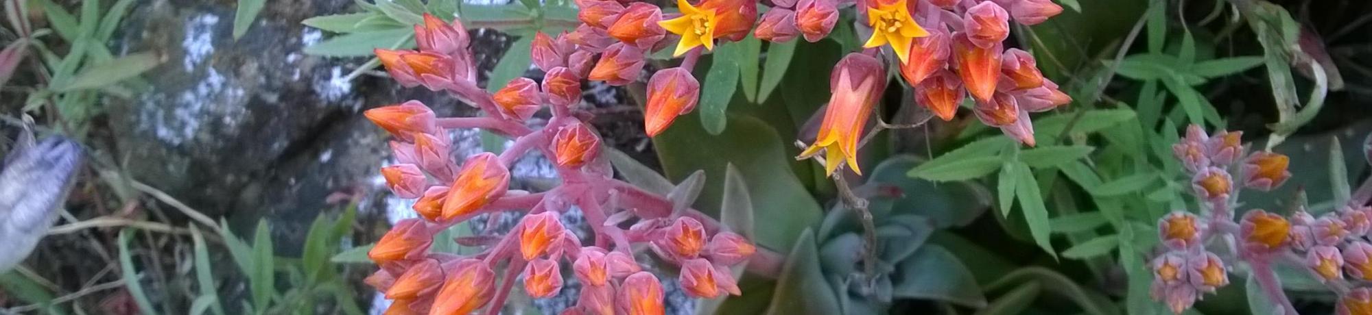 Dudleya