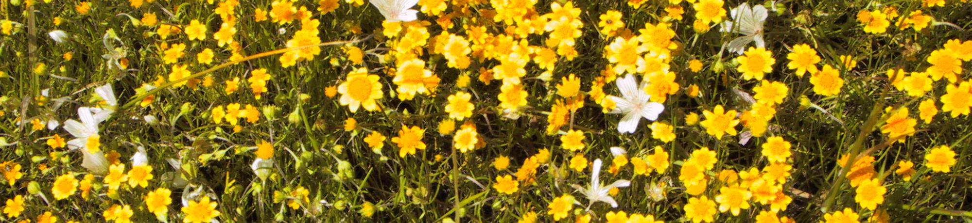 Jepson Flowers