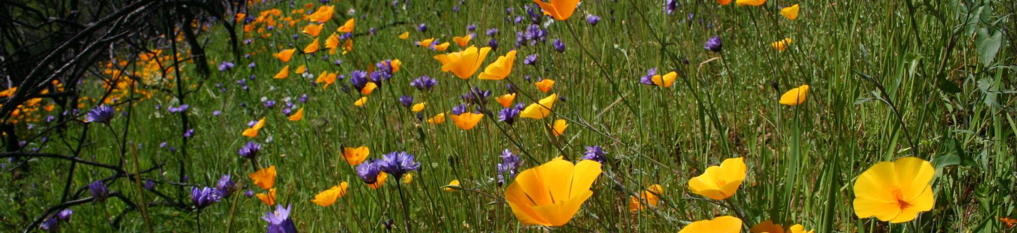 California Poppies after a fire