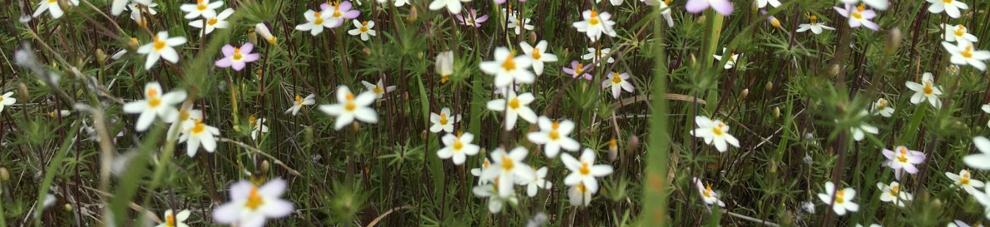Cahill Riparian Preserve