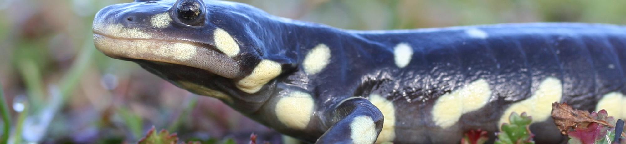 California Tiger Salamander