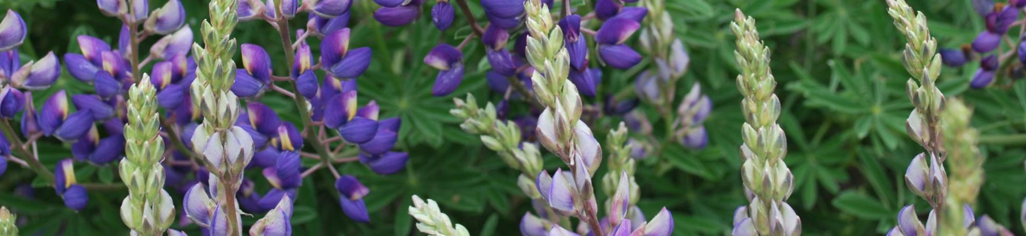 Lupines