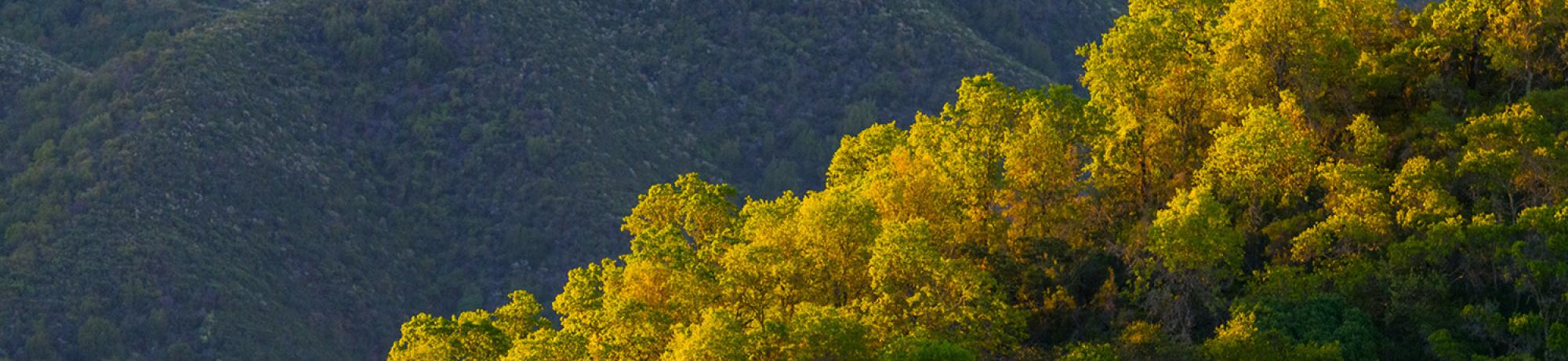 Quail Ridge Reserve