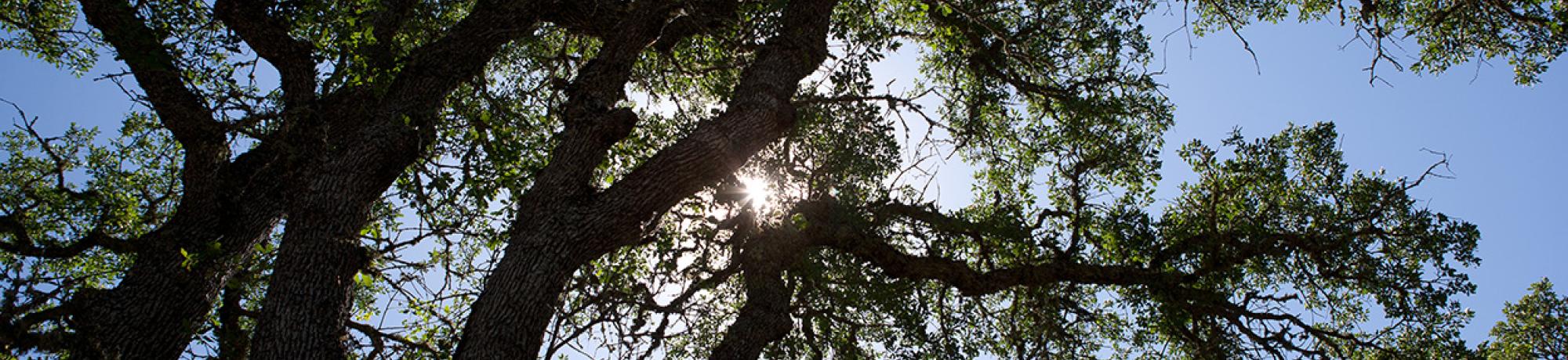 Tree canopy